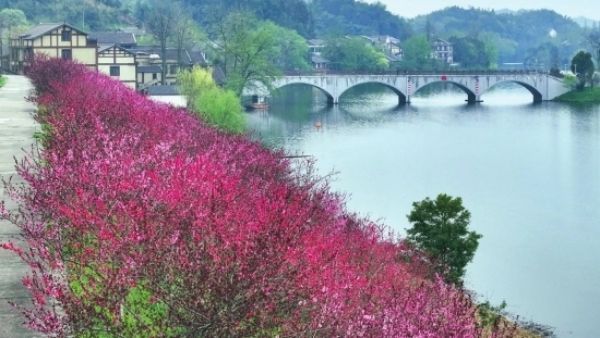 趁着晴好(hǎo)天氣去(qù)省內(nèi)桃花(huā)勝地(dì)賞花(huā) 花(huā)期将持續至清明(míng)假期